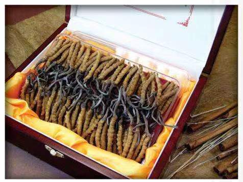 龙川冬虫夏草回收